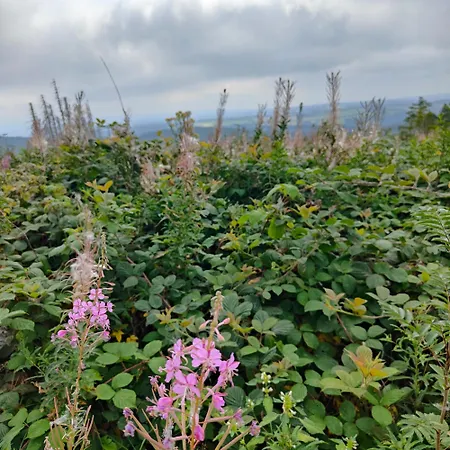 Apartment Hahnenklee - Harz, Balkon & Parkplatz