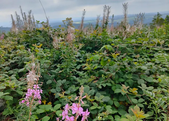 Appartement Hahnenklee - Harz, Balkon & Parkplatz