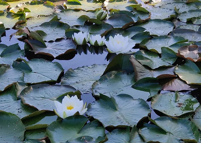 Appartement Hahnenklee - Harz, Balkon & Parkplatz *